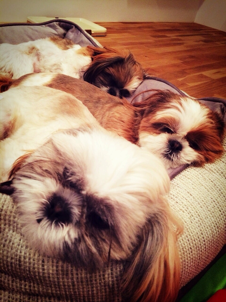 ワンちゃんたちと暮らすリノベーション