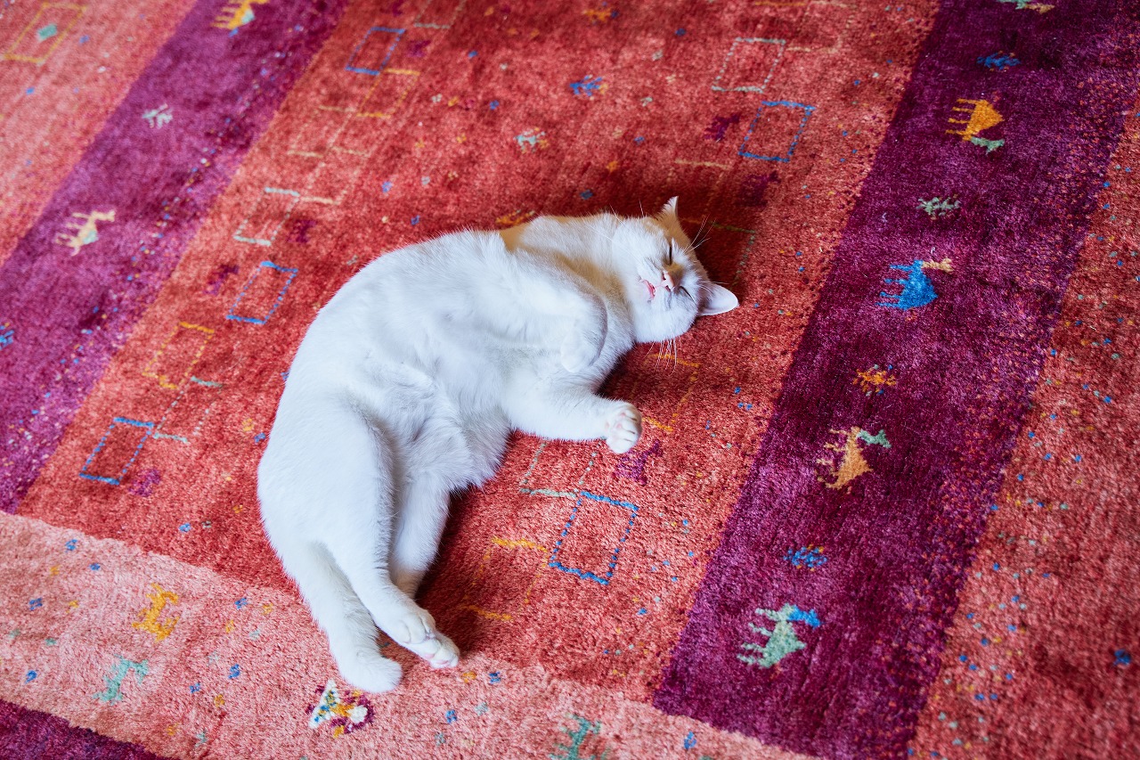 ポイントは「寝転がってくつろげる家」