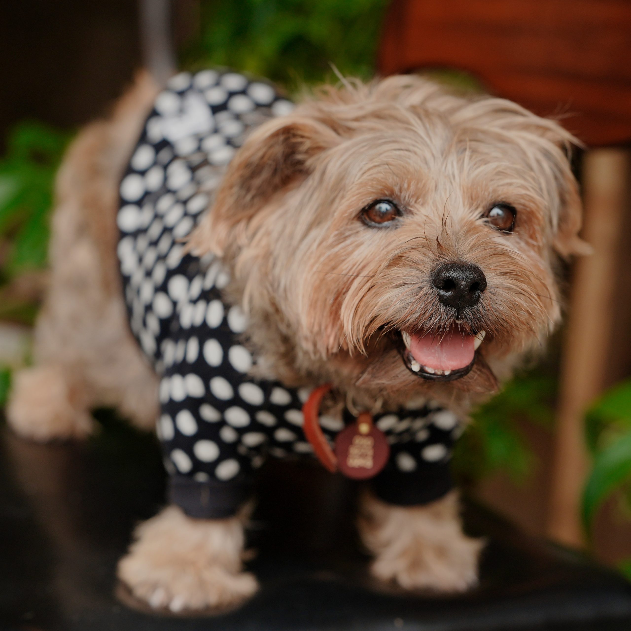 NOLAN(ノーラン)の紹介画像