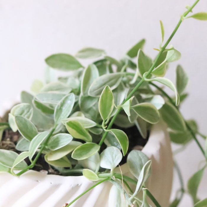 今回のテーマは「幸運を呼ぶ植物」